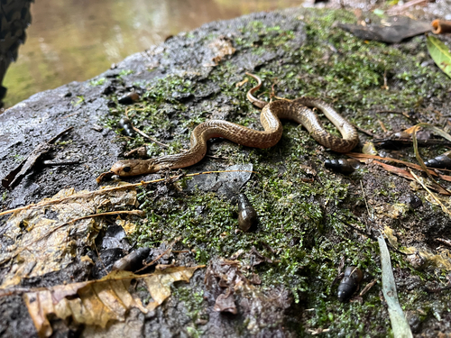 Photo of a Philippine Cobra (Naja philippinensis)