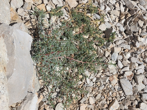 fleshy Russian thistle