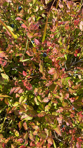 common bilberry
