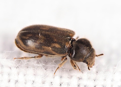 Heterocerus fenestratus
