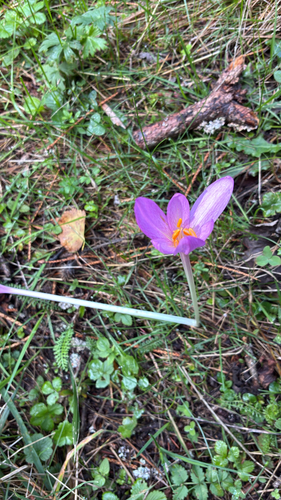 Autumn Crocus
