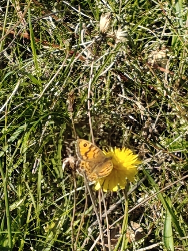 Wall Brown