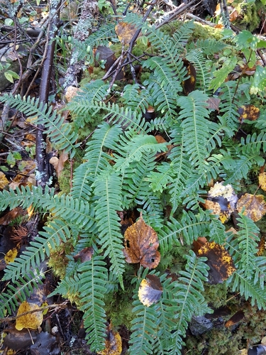 common polypody