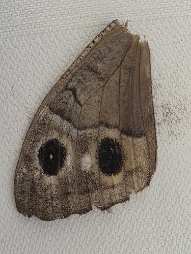 Tree Grayling