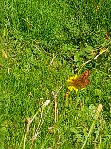 Wall Brown