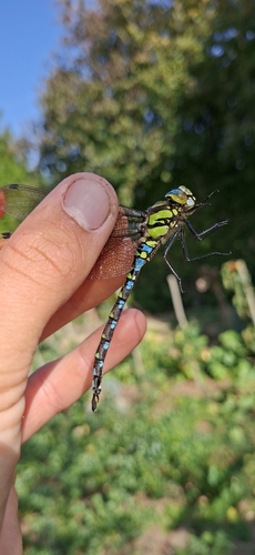 Southern Hawker