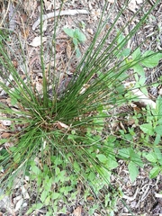 Juncus effusus