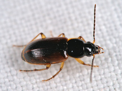 Stenolophus mixtus