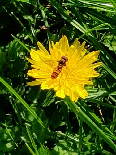 Marmalade Hover Fly