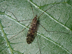Limonia nubeculosa