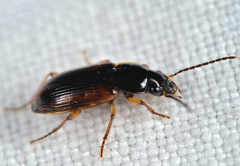 Stenolophus mixtus