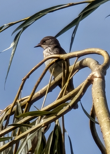 Spotted Flycatcher