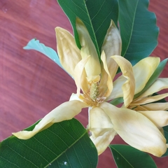 Magnolia champaca