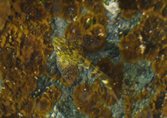 Clinocottus globiceps