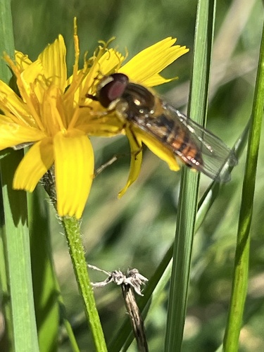Marmalade Hover Fly