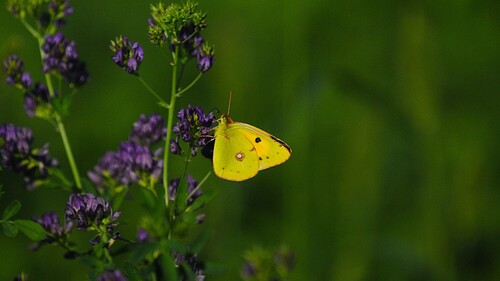 Clouded Yellow