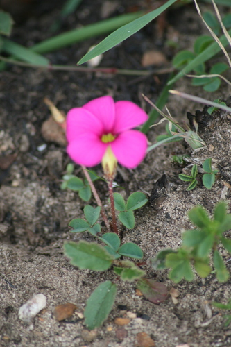 Bulbil Sorrel (Oxalis nidulans)