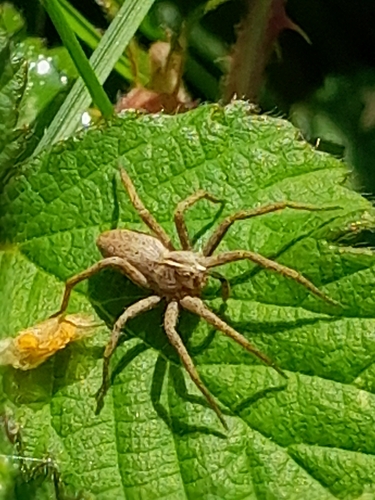 European Nursery Web spider