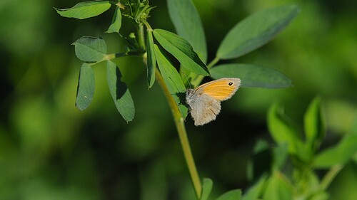 Small Heath