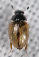 Cercyon unipunctatus