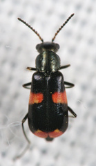 Anthocomus fasciatus