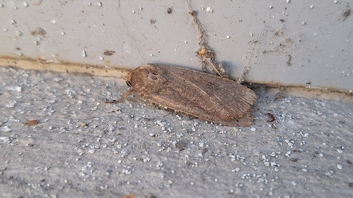 Large Yellow Underwing