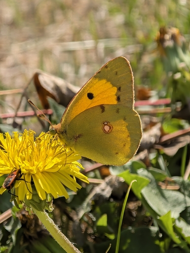 Clouded Yellow
