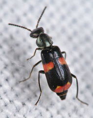 Anthocomus fasciatus