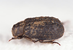 Trox scaber