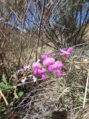 Desmodium batocaulon