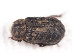 Trox scaber