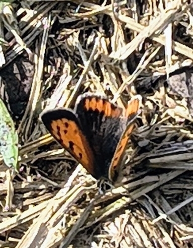 Small Copper