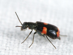 Anthocomus fasciatus