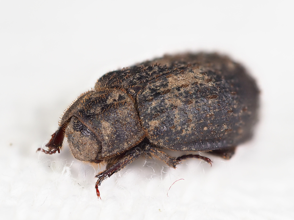 Hide beetle (Trox scaber)