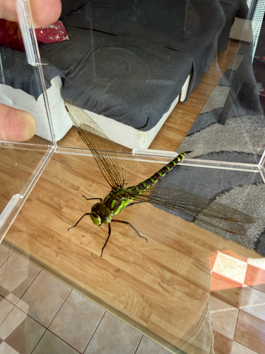 Southern Hawker