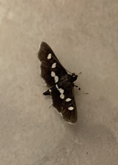Desmia subdivisalis