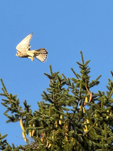 Eurasian Kestrel