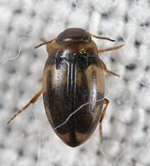 Hydroglyphus geminus