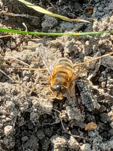 Tapered Drone Fly