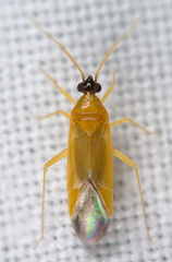 Phylus melanocephalus