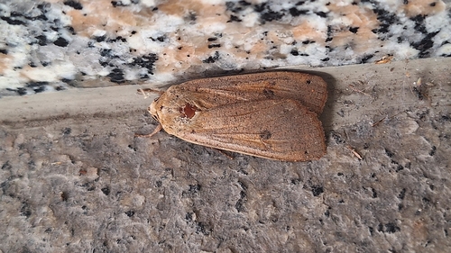 Large Yellow Underwing