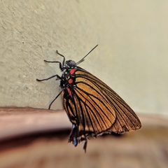 Atlides polybe