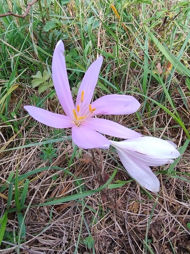 Autumn Crocus