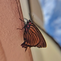 Atlides polybe