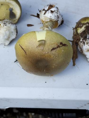 Deathcap