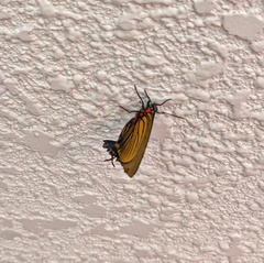 Atlides polybe