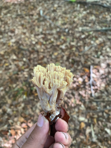Upright Coral Fungus