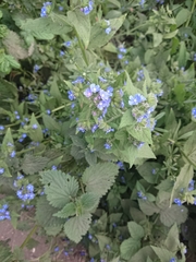 Pentaglottis sempervirens