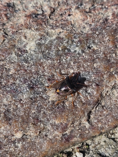 Forest Bug