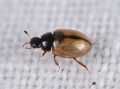 Cercyon unipunctatus